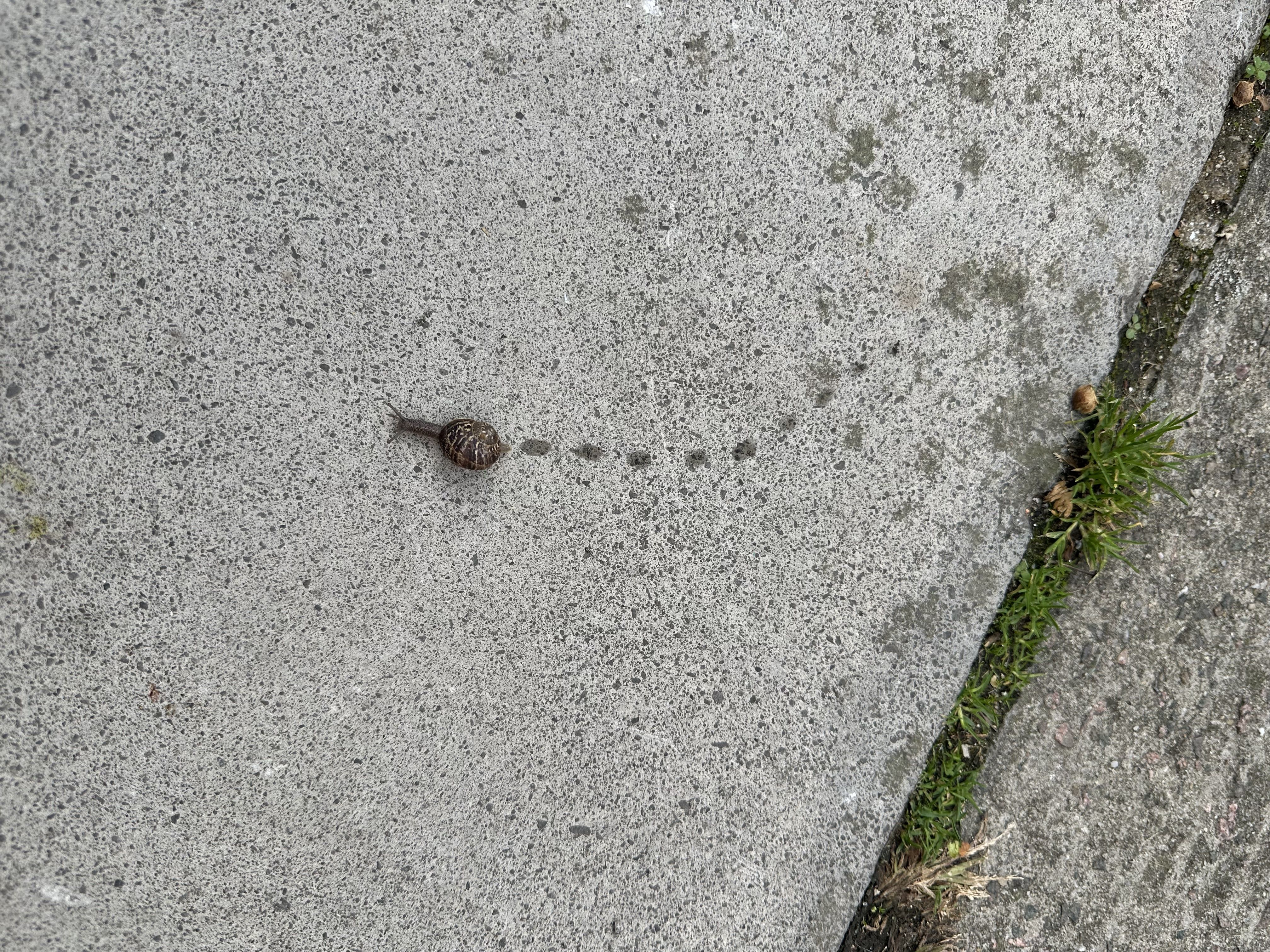 Photo of a snail moving across the pavement and the trail it left