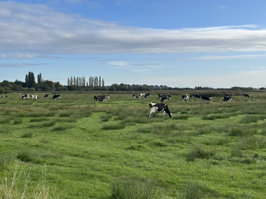 photo of cows in a field