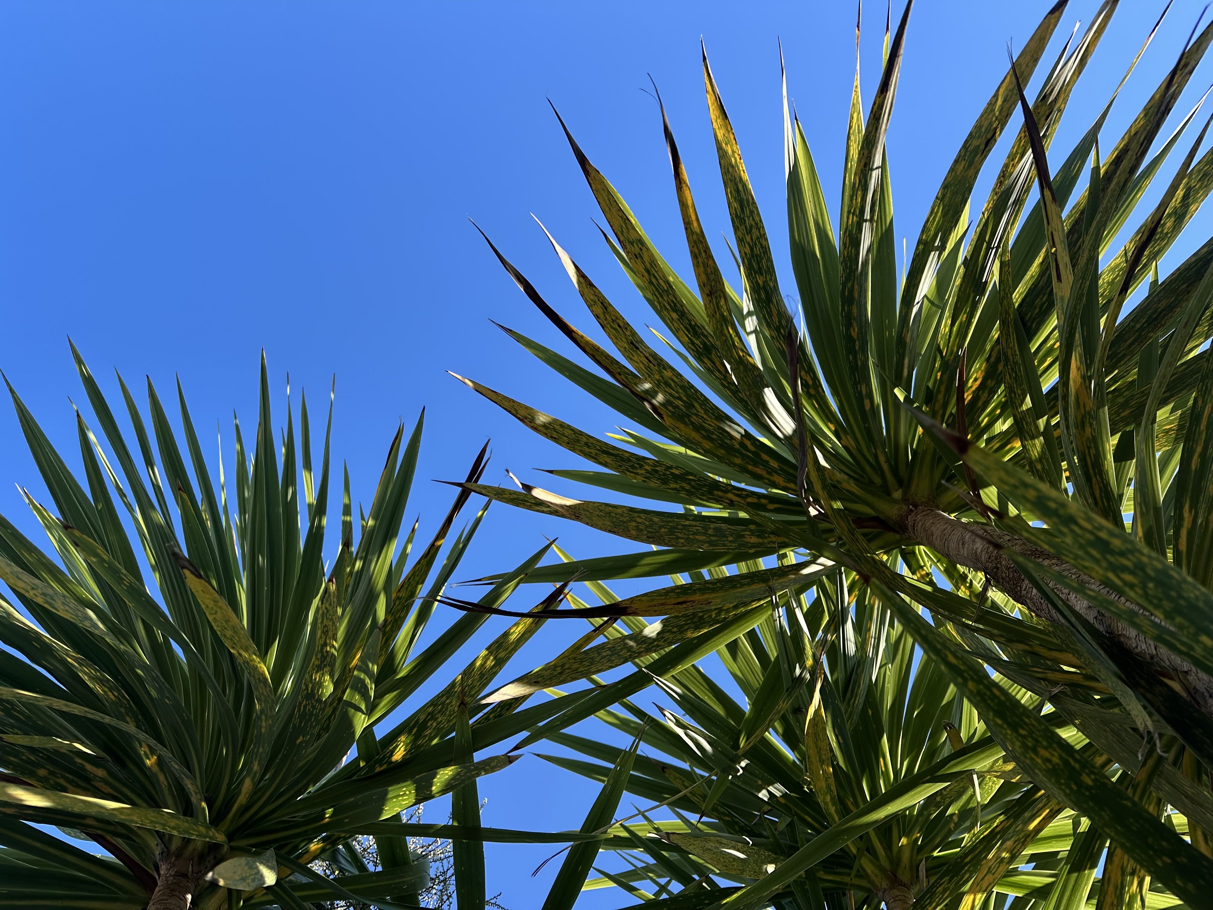 Photo of the sky from under some palm trees