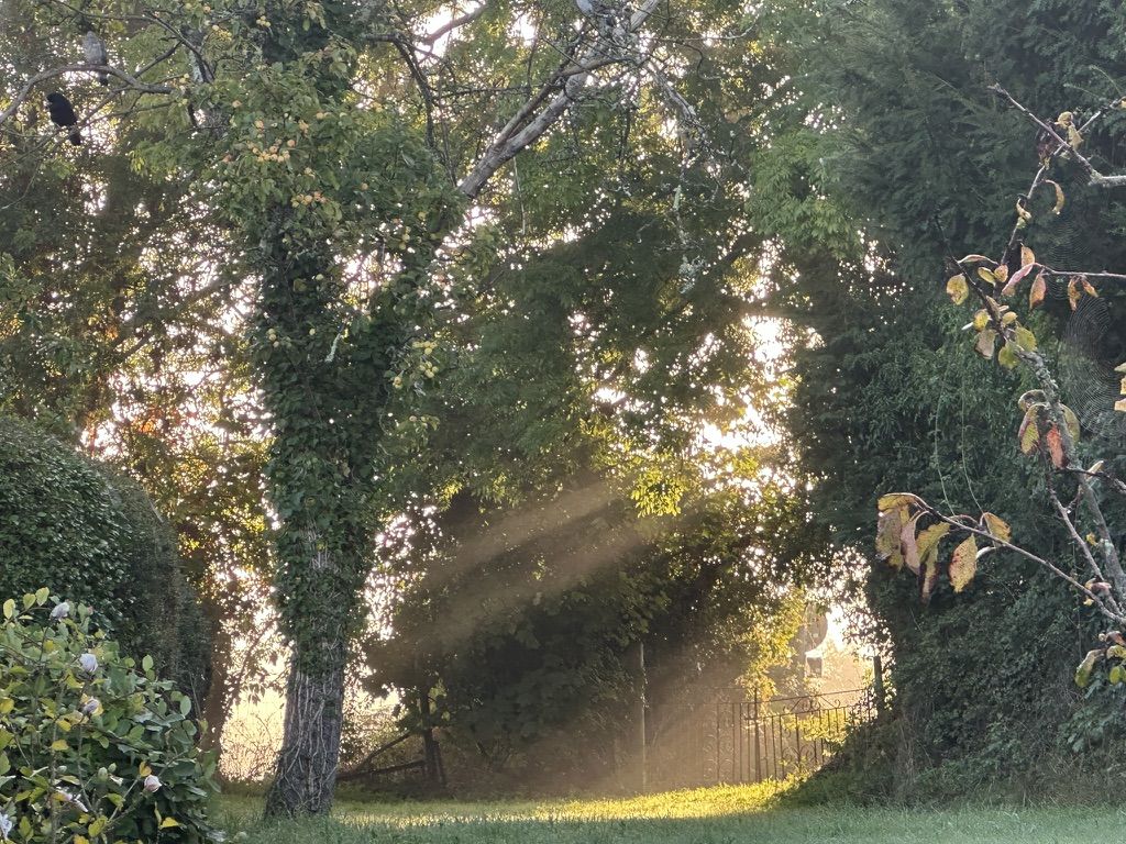 Photo of a sunny garden