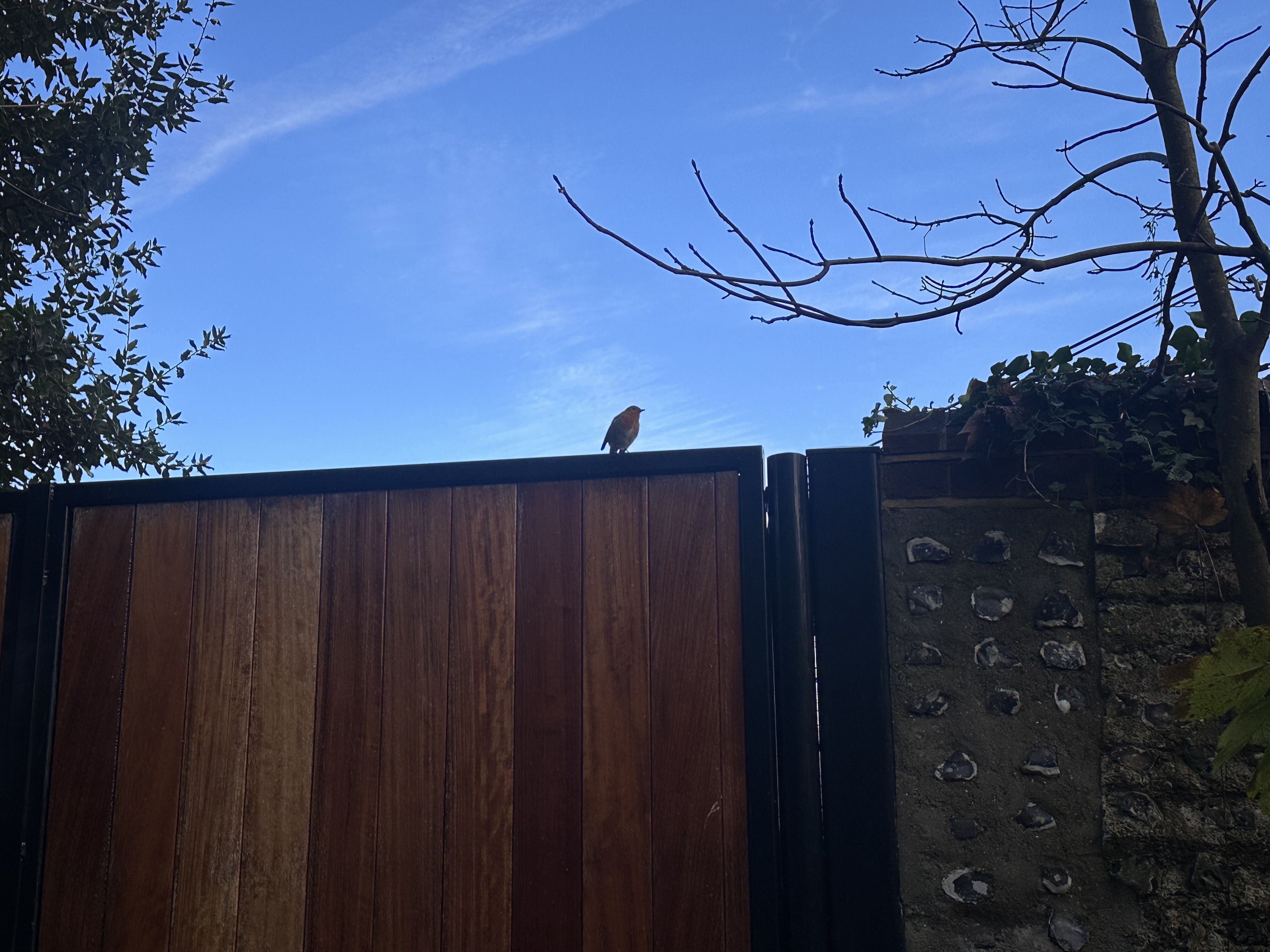 Photo of a robin perching on a gate