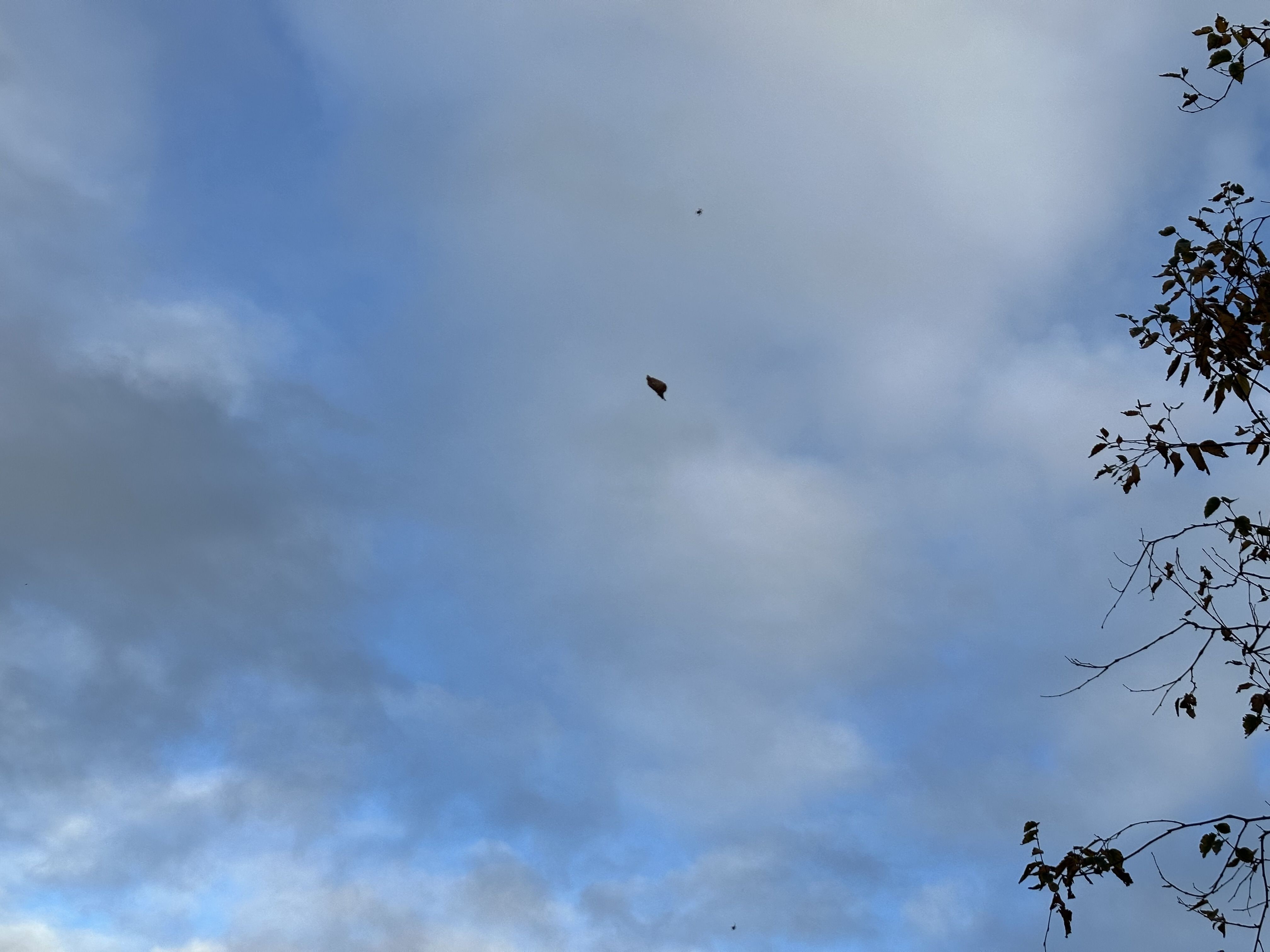 Photo of a leaf caught in a spider's web against the sky