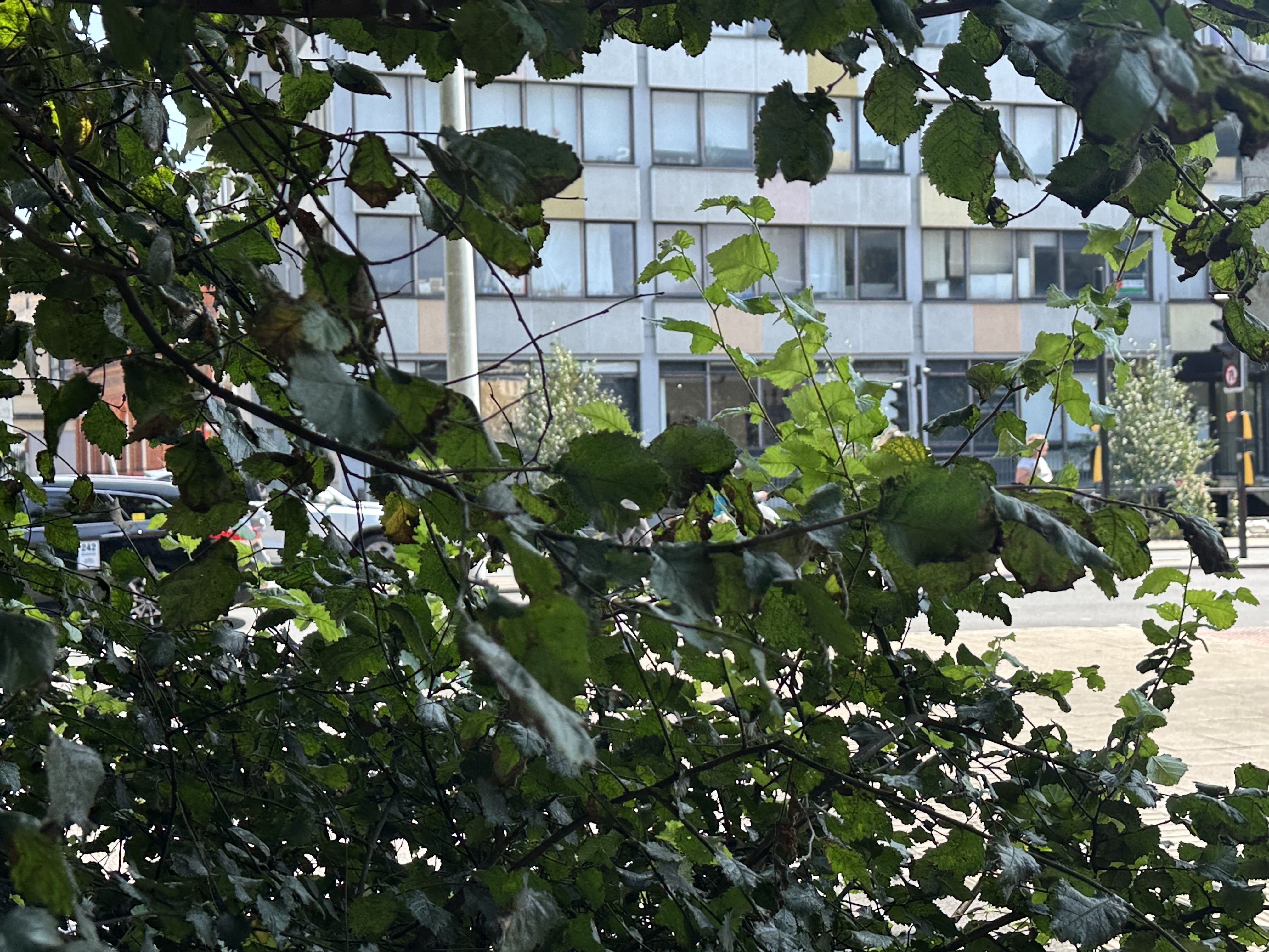 Photo of some leaves on a tree in front of the Phoenix Centre