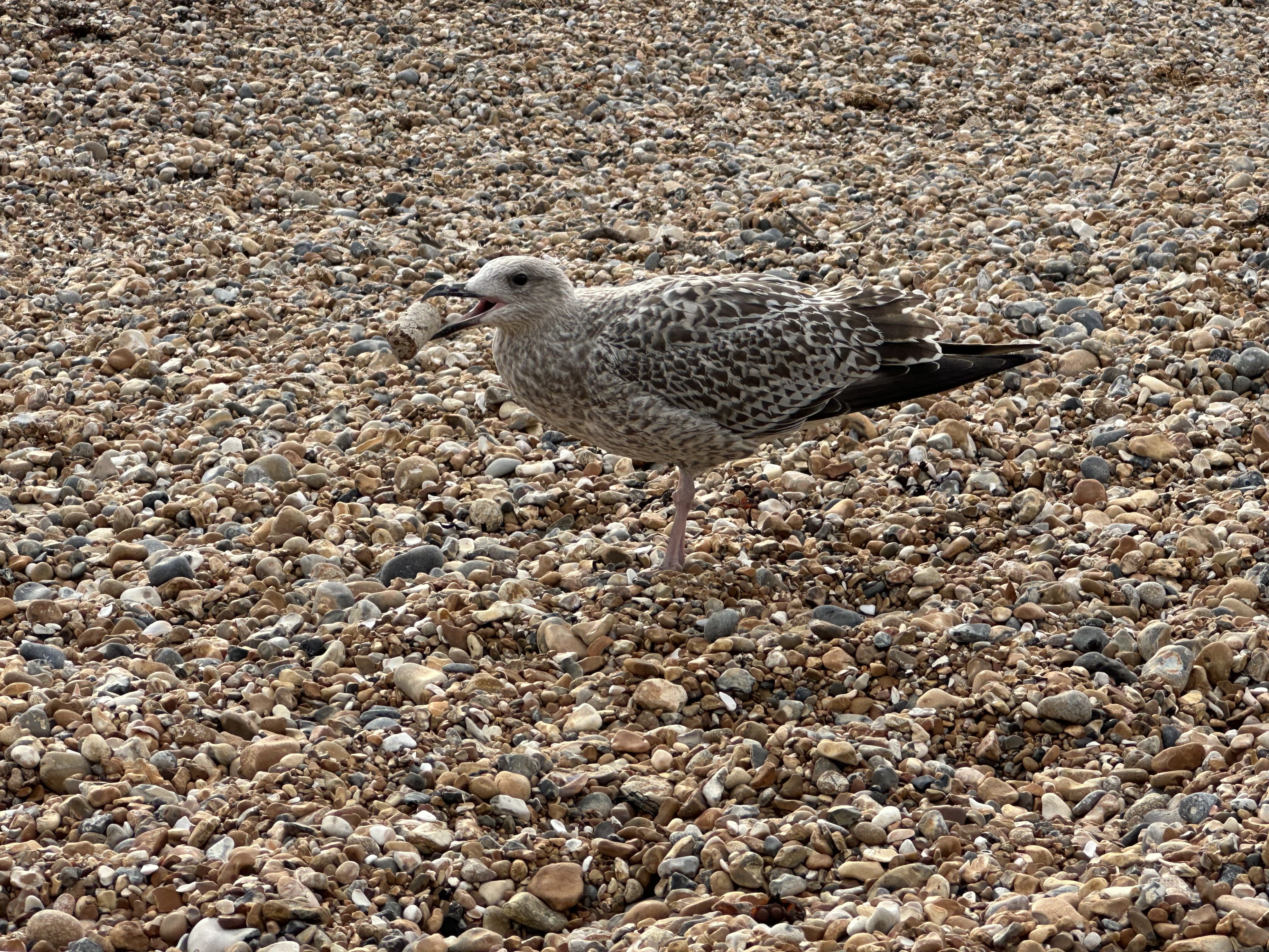 Photo of a baby seagull holding a cork in its mouth